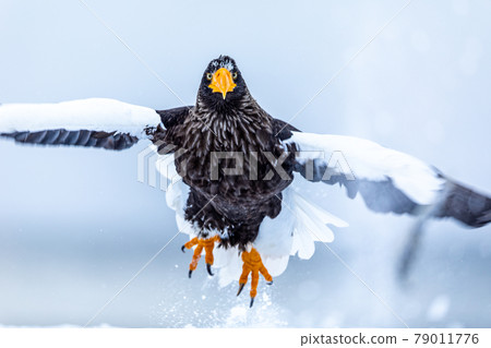 起飛的虎頭海雕 起飛的虎頭海雕 79011776