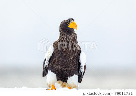 Standing St. Pear 79011781