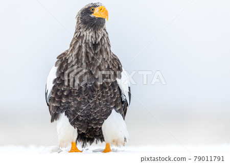 Snow and Steller's sea eagle Snow and Steller's sea eagle 79011791