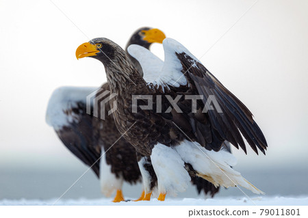 Two-headed eagle Two-headed eagle 79011801