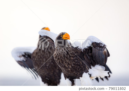 Steller's sea eagle Steller's sea eagle 79011802