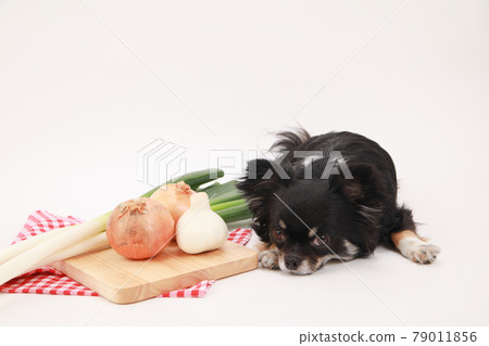Ingredients that dogs should not eat and black long-haired chihuahua Ingredients that dogs should not eat and black long-haired chihuahua 79011856