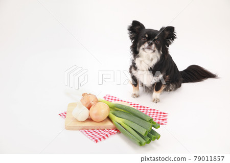 Ingredients that dogs should not eat and black long-haired chihuahua 79011857
