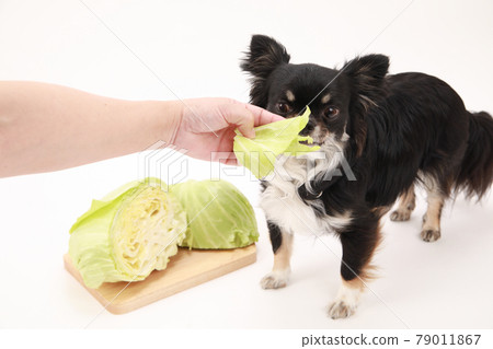 黑色長外套奇瓦瓦吃白菜 黑色長外套奇瓦瓦吃白菜 79011867