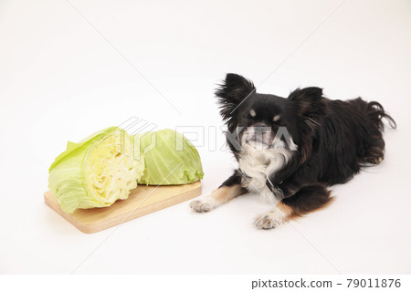 Cabbage and black long coat Chihuahua Cabbage and black long coat Chihuahua 79011876