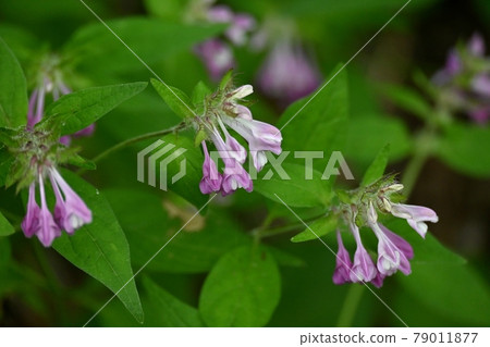 Yamato miso Yamato miso 79011877