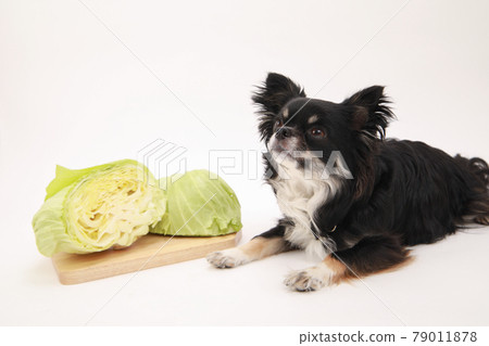 Cabbage and black long coat Chihuahua 79011878