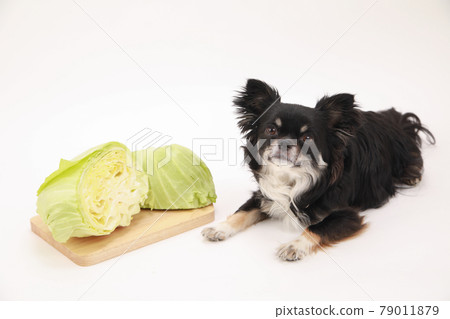 Cabbage and black long coat Chihuahua 79011879