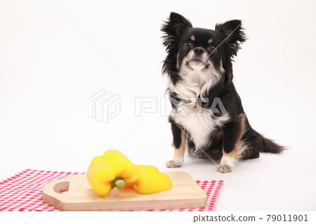 Yellow paprika and black long coat Chihuahua Yellow paprika and black long coat Chihuahua 79011901