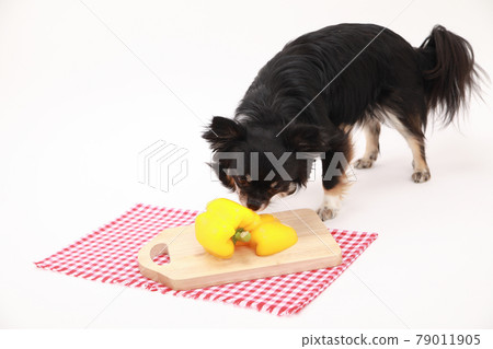 Yellow paprika and black long coat Chihuahua 79011905