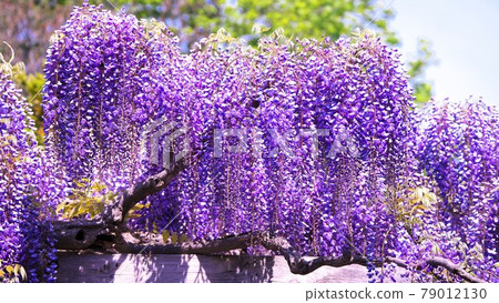 Wisteria shelf in full bloom Wisteria shelf in full bloom 79012130