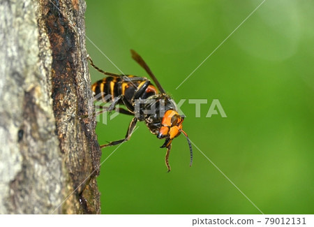 Queen bee of the giant hornet Queen bee of the giant hornet 79012131