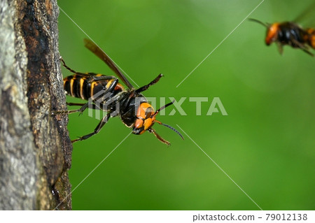 Queen bee of the giant hornet Queen bee of the giant hornet 79012138