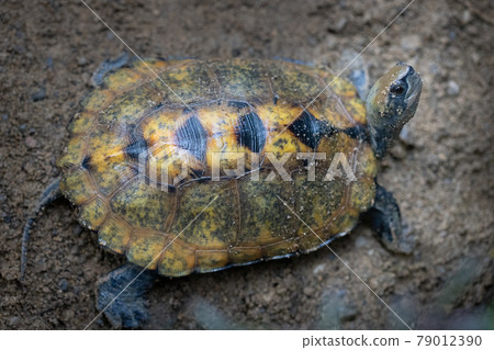 Turtle 79012390