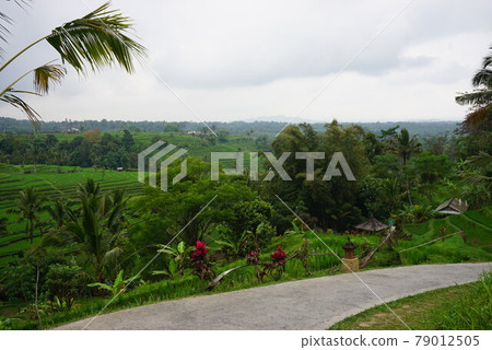 Jatirui's rice terrace 79012505