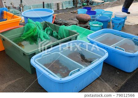 Hichirippu sea urchin aquaculture selection 79012566