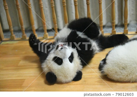 Baby panda lying on its back 79012603