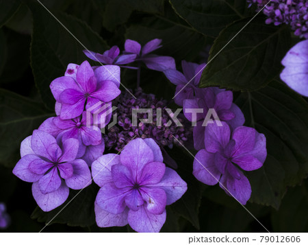 [Shizuoka Prefecture] Hydrangea in full bloom in Shimoda Park 79012606
