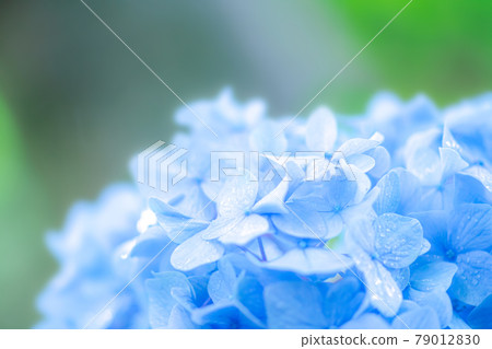 Hydrangea in the rainy season 79012830