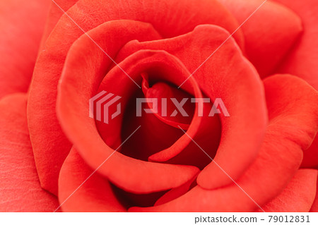 Macro-photographed rose (mini rose) 79012831