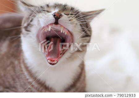 Inside the mouth of a big yawning tabby cat 79012933