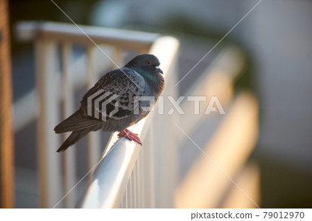 Dove up on the fence 79012970