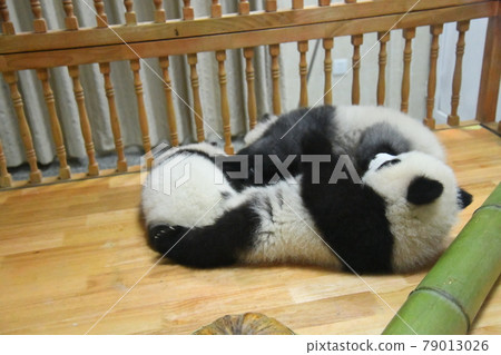 Baby panda playing in the crib Baby panda playing in the crib 79013026