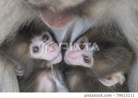 日本獼猴 日本獼猴 79013111