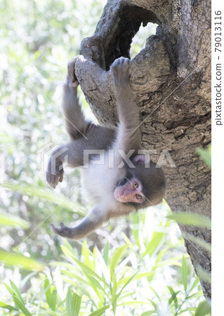 Japanese macaques 79013116