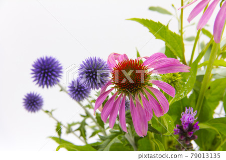 Colorful flowers in early summer 79013135