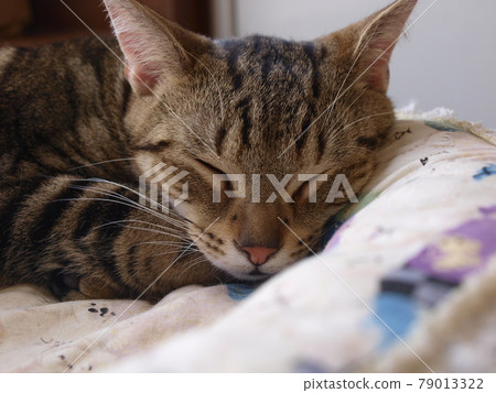 Cat nap 79013322