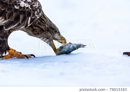 White-tailed eagle preying on fish White-tailed eagle preying on fish 79013383