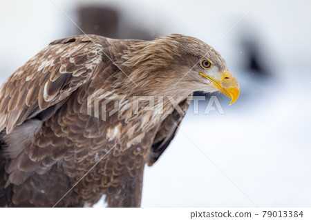 The profile of a white-tailed eagle 79013384
