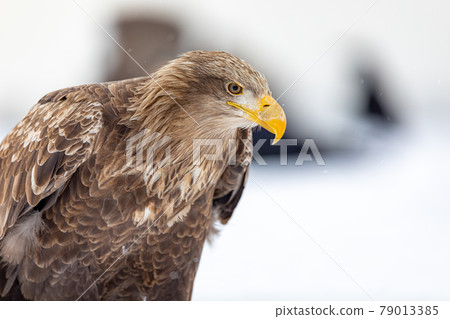 White-tailed eagle's line of sight White-tailed eagle's line of sight 79013385