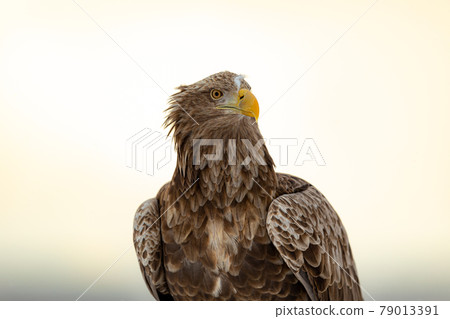 White-tailed eagle looking around White-tailed eagle looking around 79013391