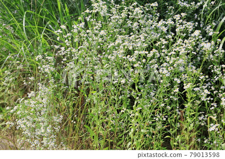 Himejoon flower 79013598
