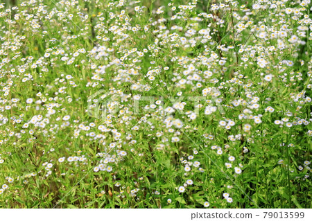 Himejoon flower 79013599