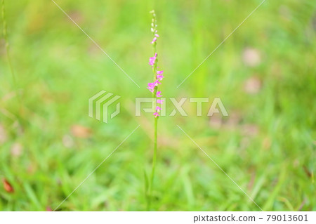 Spiranthes sinensis summer flower Spiranthes sinensis summer flower 79013601