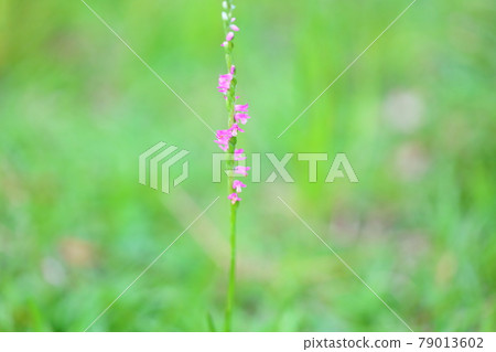 Spiranthes sinensis summer flower Spiranthes sinensis summer flower 79013602