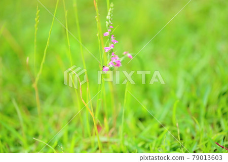 Spiranthes sinensis summer flower 79013603