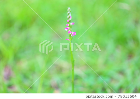Spiranthes sinensis summer flower 79013604