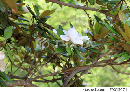 Taisambok flowers 79013674