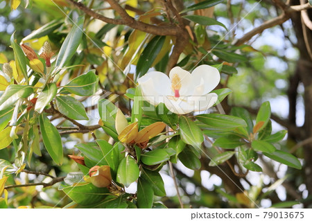 Taisambok flowers 79013675