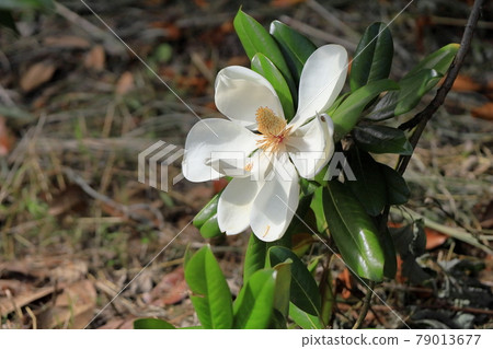 Taisambok flowers 79013677