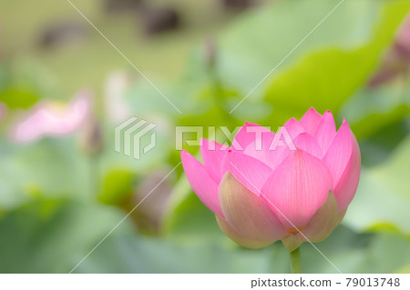 A lotus flower that blooms in a pure heart A lotus flower that blooms in a pure heart 79013748