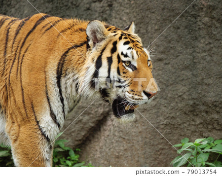 Amur tiger profile 79013754