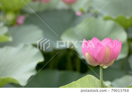 一朵盛開在純潔心靈的蓮花 79013768
