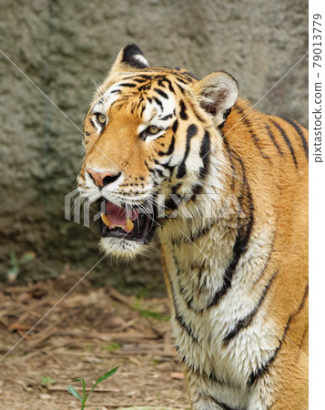 Amur tiger fangs Amur tiger fangs 79013779