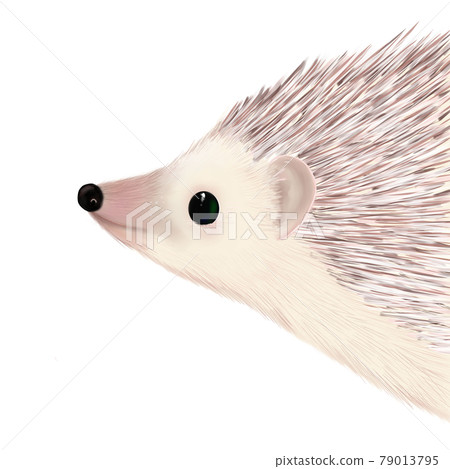 Illustration of a hedgehog facing sideways 79013795