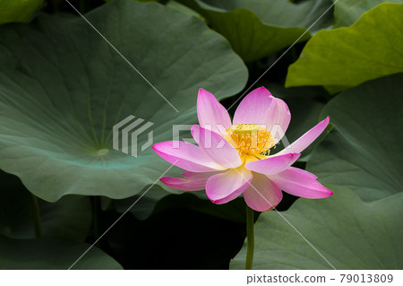 A lotus flower that blooms in a pure heart 79013809